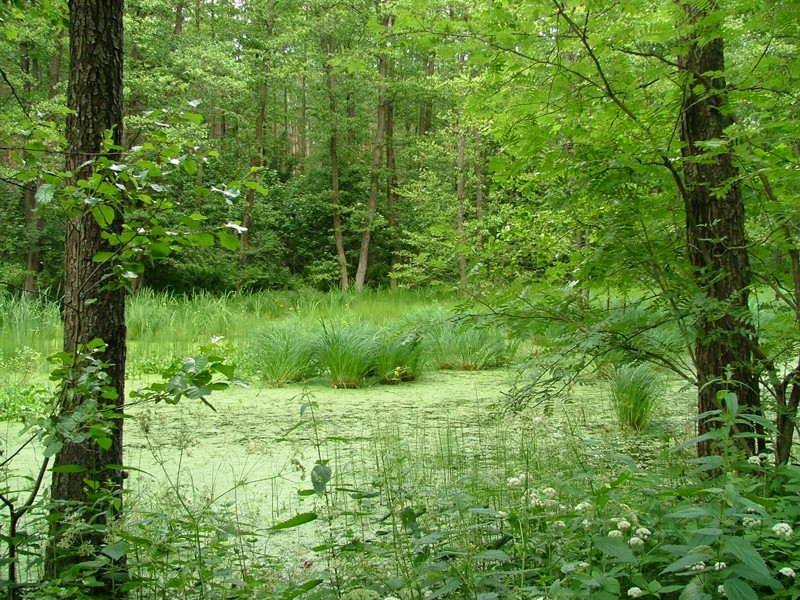 quadro verde