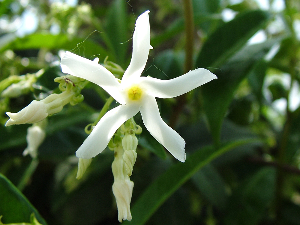 Un altro fiore