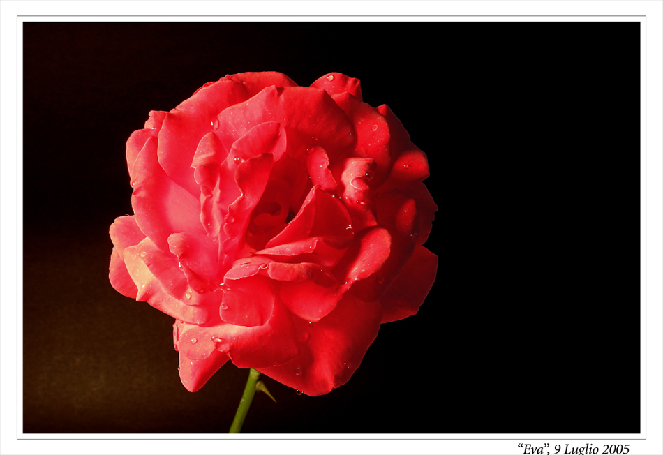 Una rosa per Eva