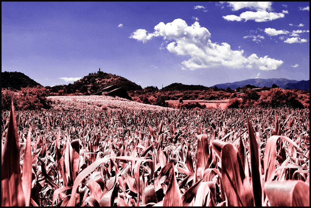 Campagna