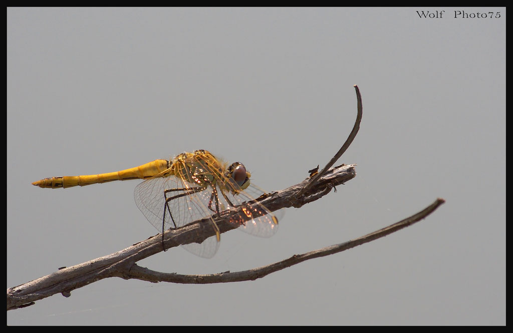 libellula gialla oro