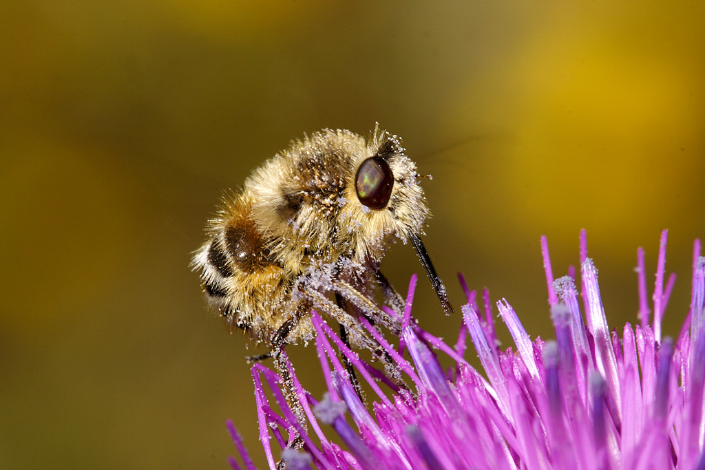 Bombo impollinato1