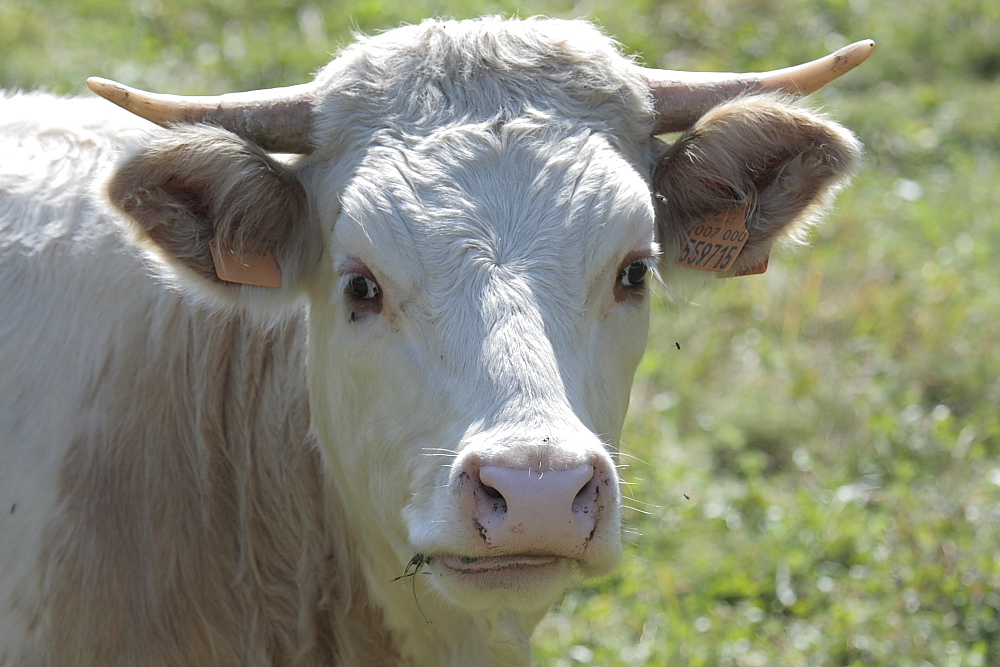 Mucca Gressonara