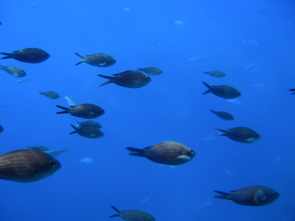 Nel blu