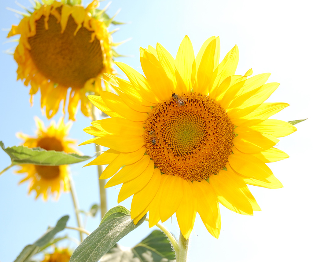 Girasole