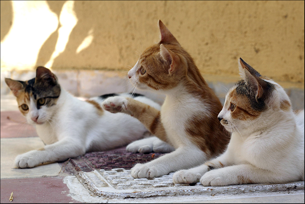 cats