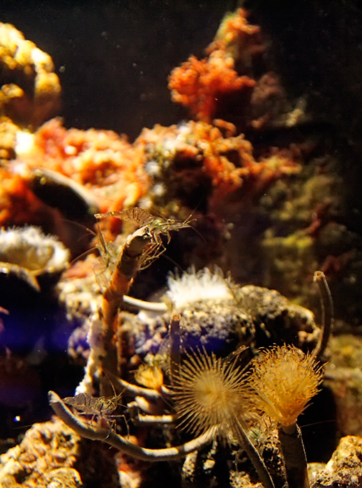 l'acquario 16