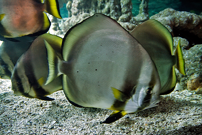l'acquario 15