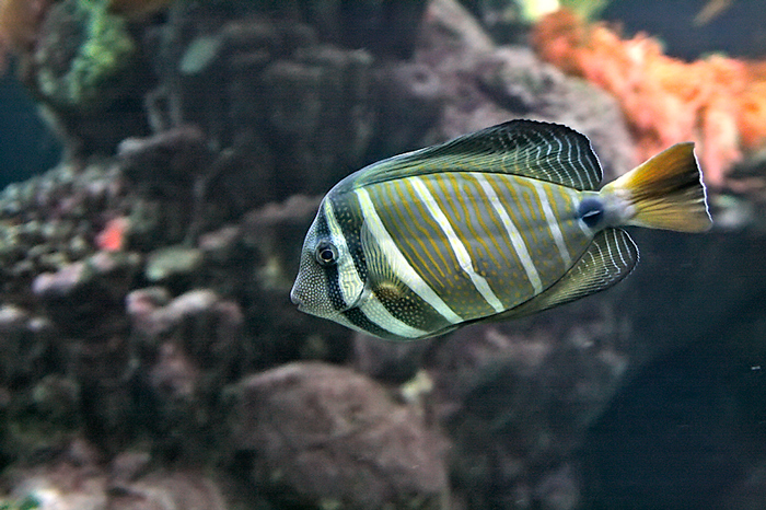 l'acquario 13