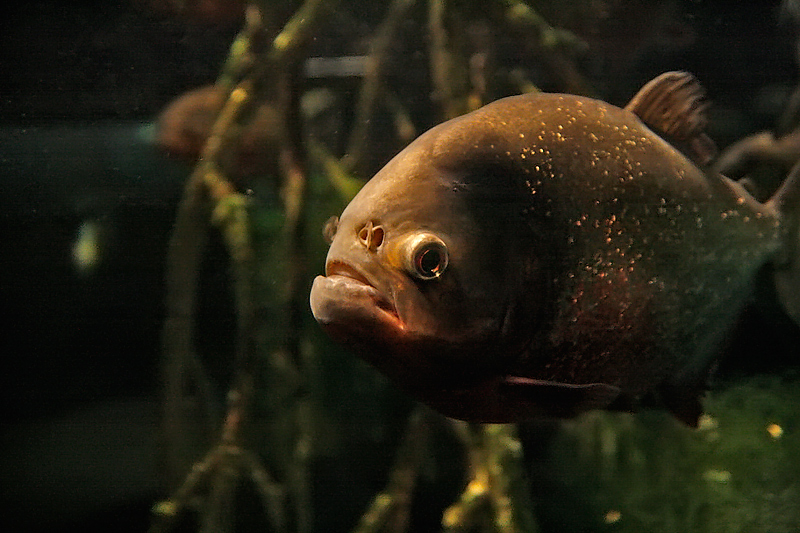 l'acquario 12