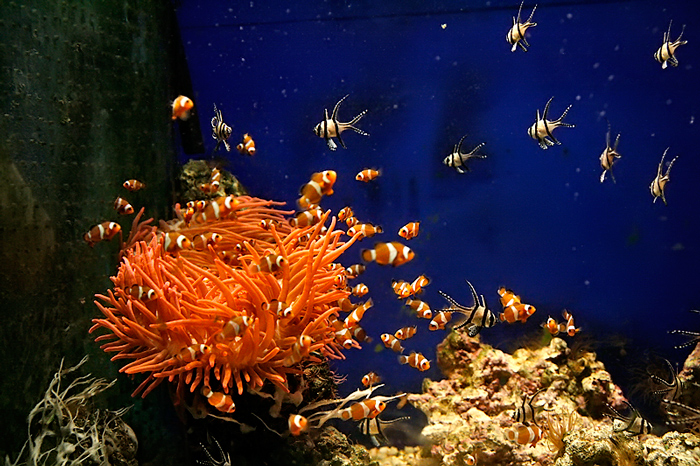 l'acquario 11