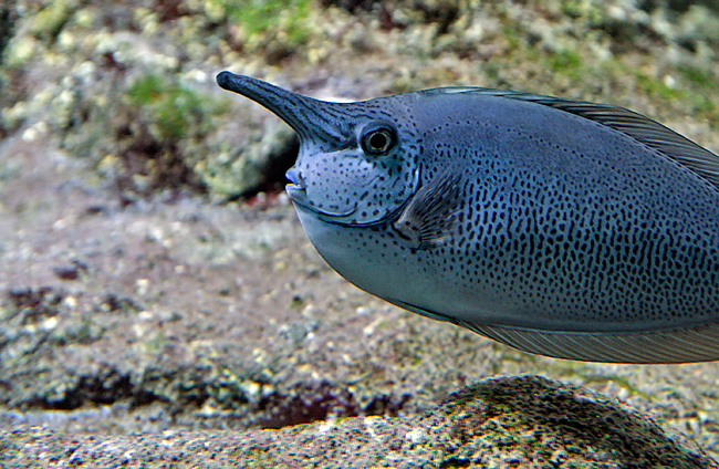 l'acquario 9