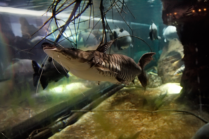 l'acquario 8