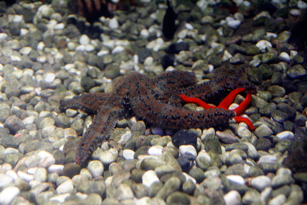 l'acquario 6