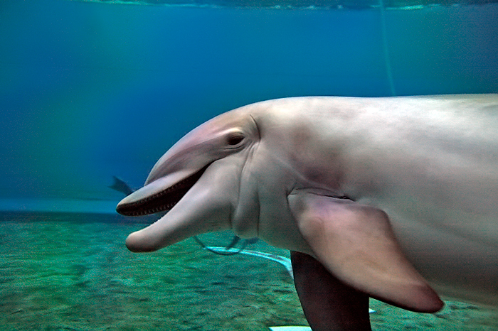 l'acquario 4