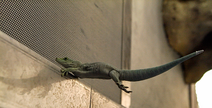 l'acquario 2