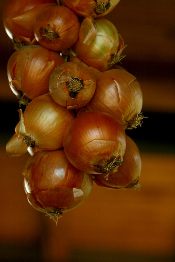 cipolle