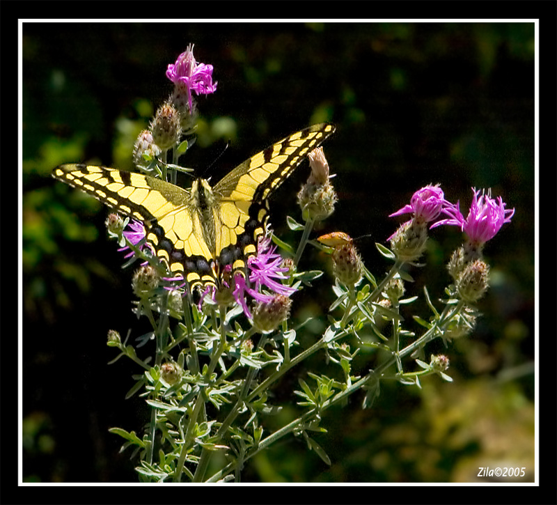 farfalla e fiori