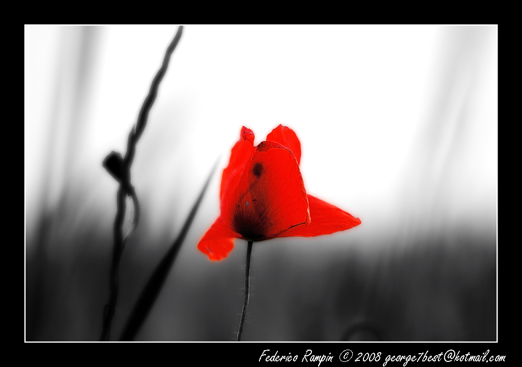 Rosso