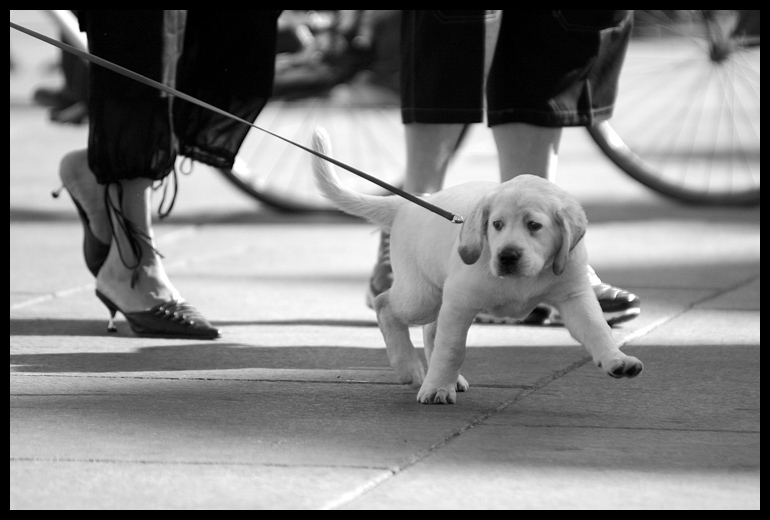 labrador