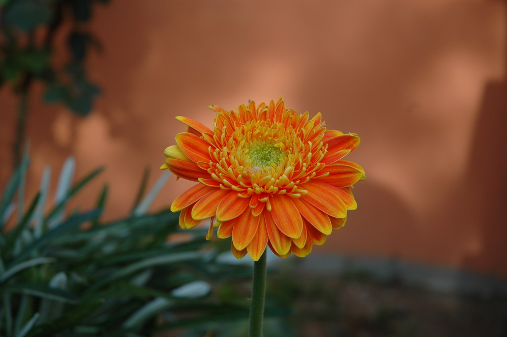 Fiore
