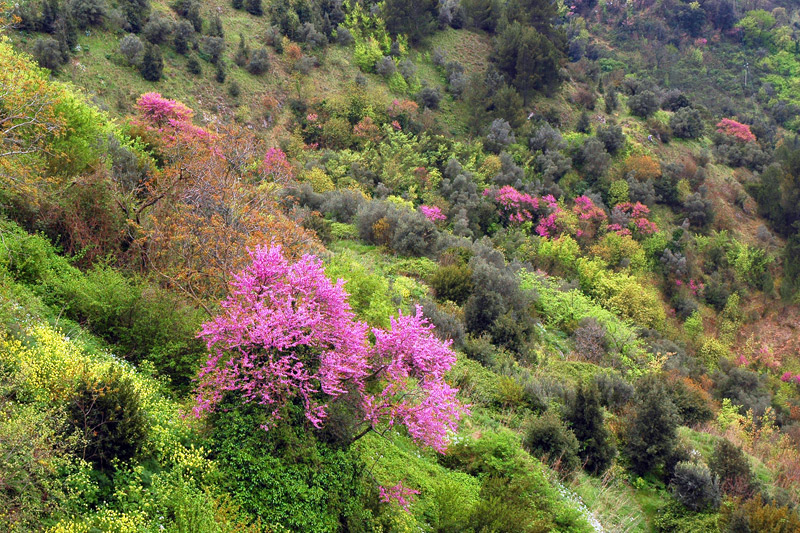 colori