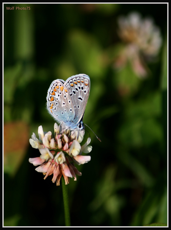 Amanda's Blue