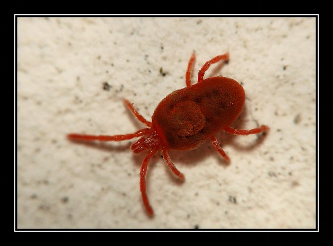 Ragnetto rosso