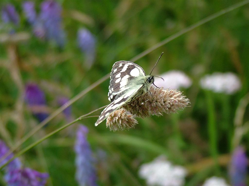 Farfalla
