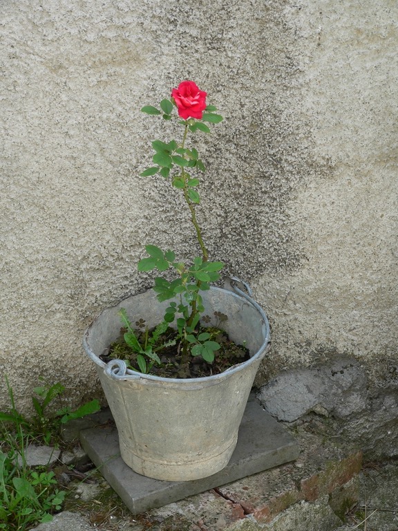 Rosa nel secchio