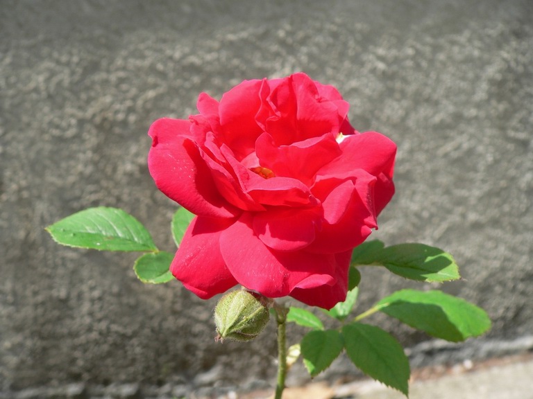 Rosa veramente rossa