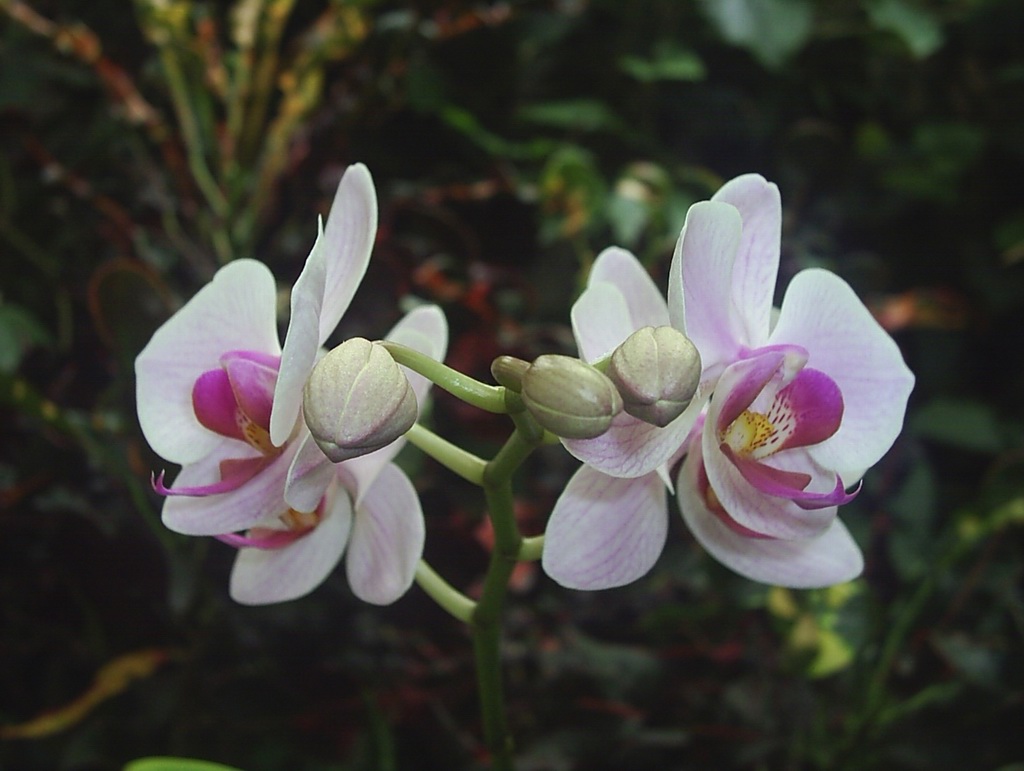 Due orchidee