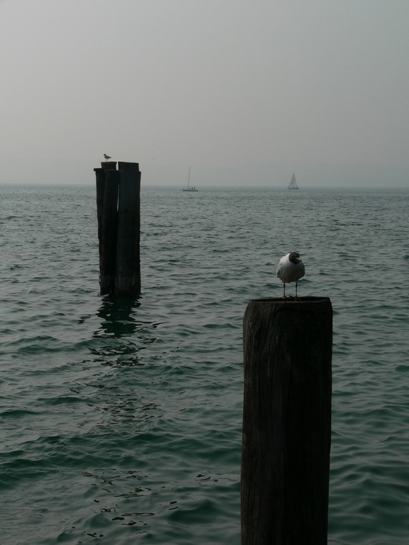 Gabbiano sul palo a Sirmione