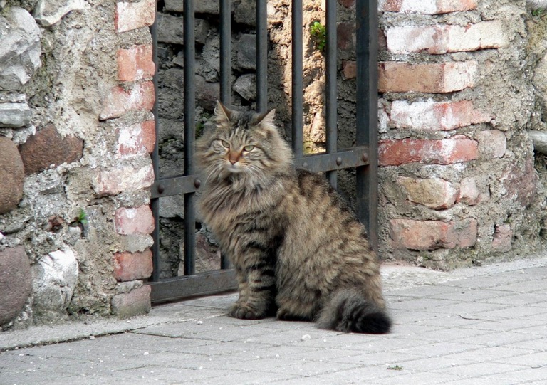 Bel micione a Lonato