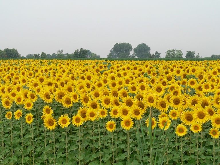 Campo di girasoli