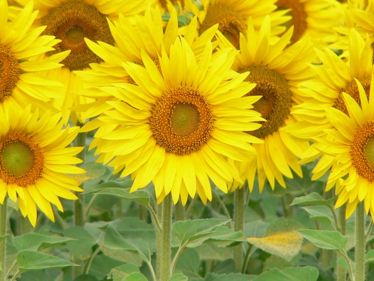 Girasole 2