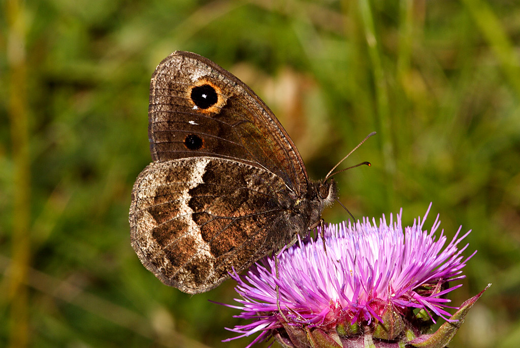 Hipparchia ferula femmina