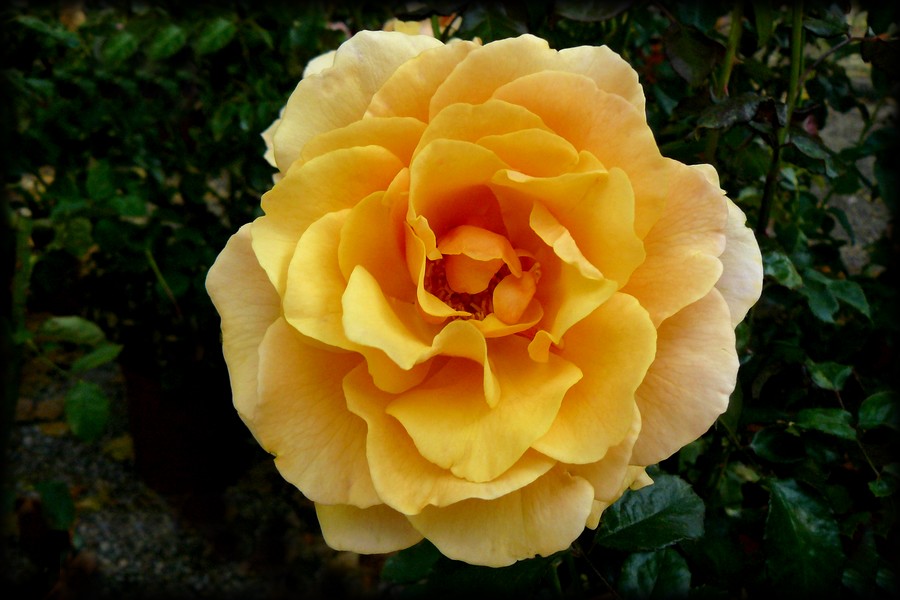 La regina del giardino