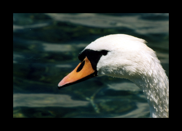 Cigno