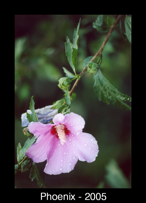 macro 3