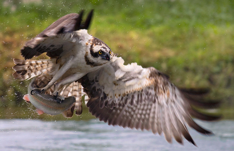 falco con preda (di Luigi Piccirillo)