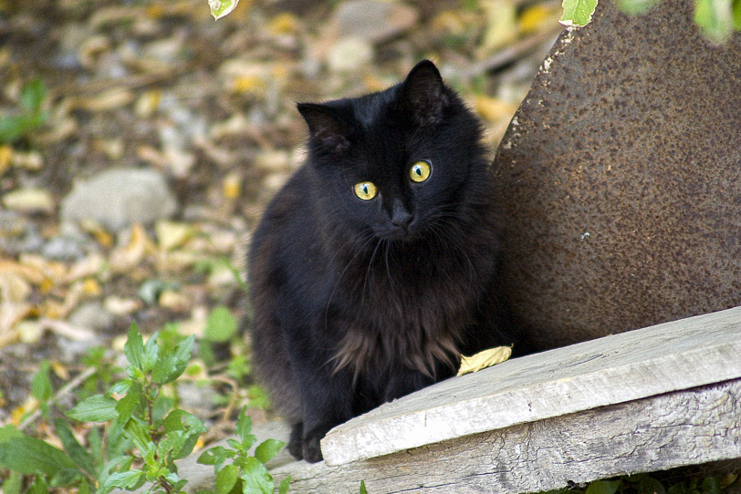 Gatto a 300mm e 1600 iso - Pentax FAJ 75-300