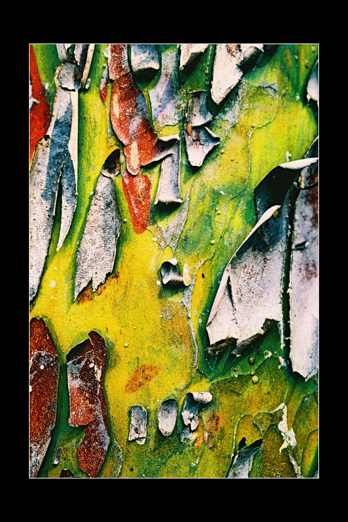 corteccia