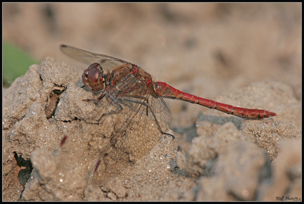 libellula contadina