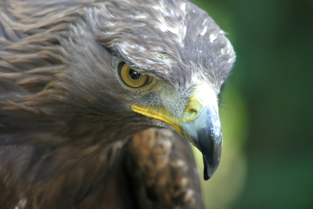 Eagle