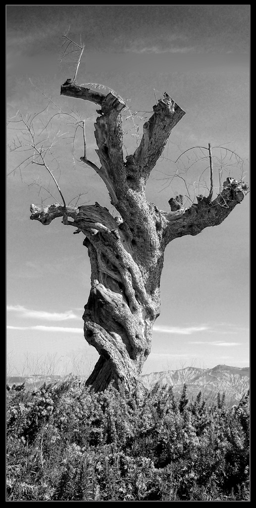 photomerge albero