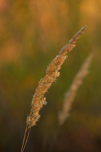 Spiga di campo