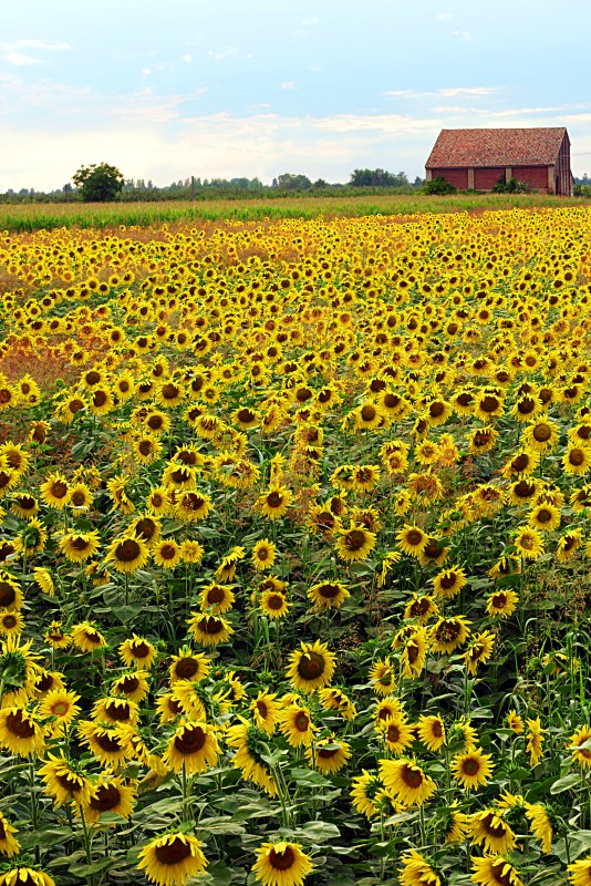 Casa di campagna con girasoli