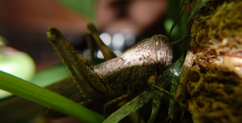 Cavalletta