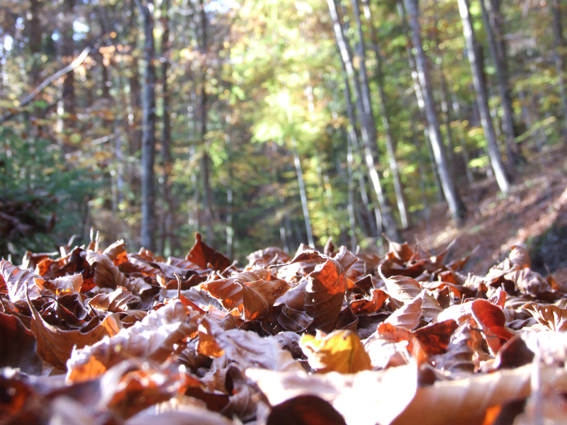 Autunno Trentino